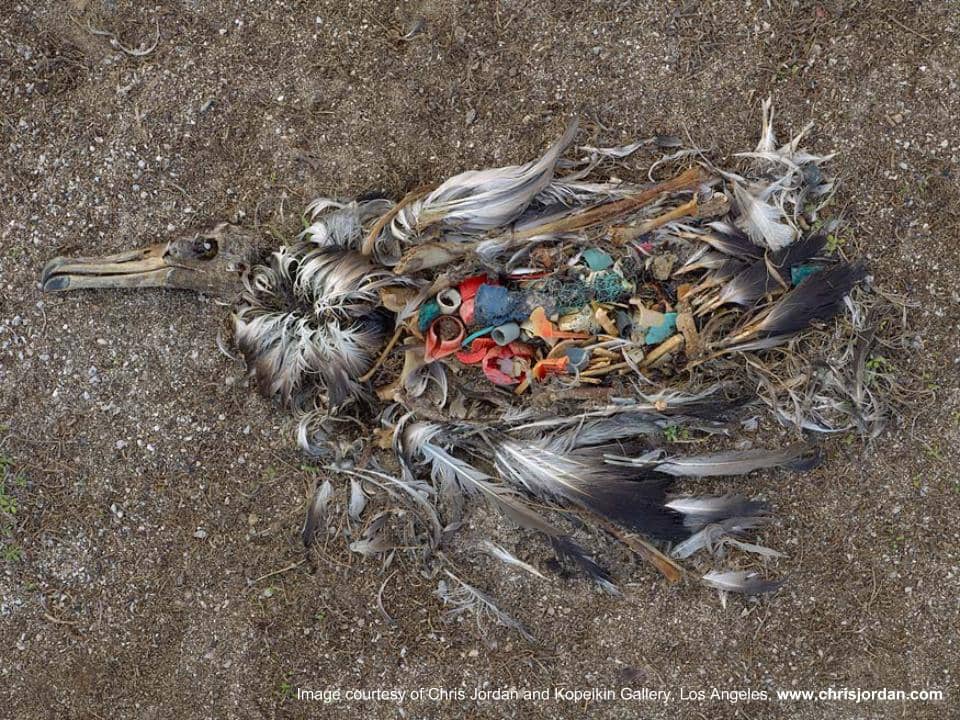 Marine Life Threatened by Plastics in Environment