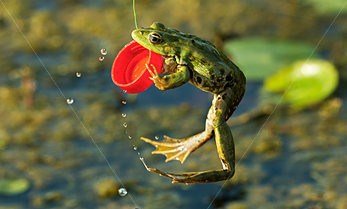Frog With Plastic Bottle Top